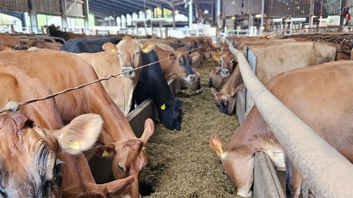 Cows eating at feed trough Cows eating at feed trough